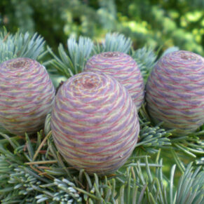 CEDR ATLASKI Cedrus atlantica