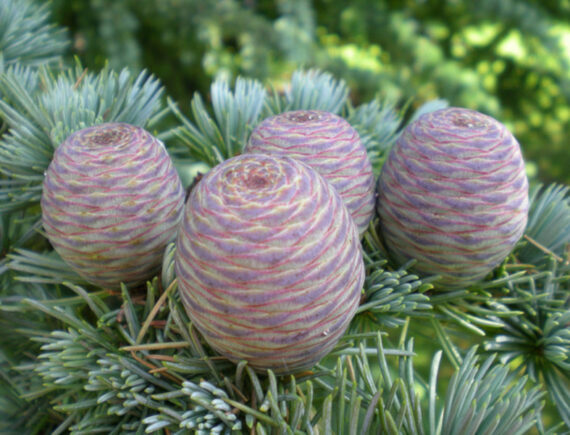 Cedrus atlantica
