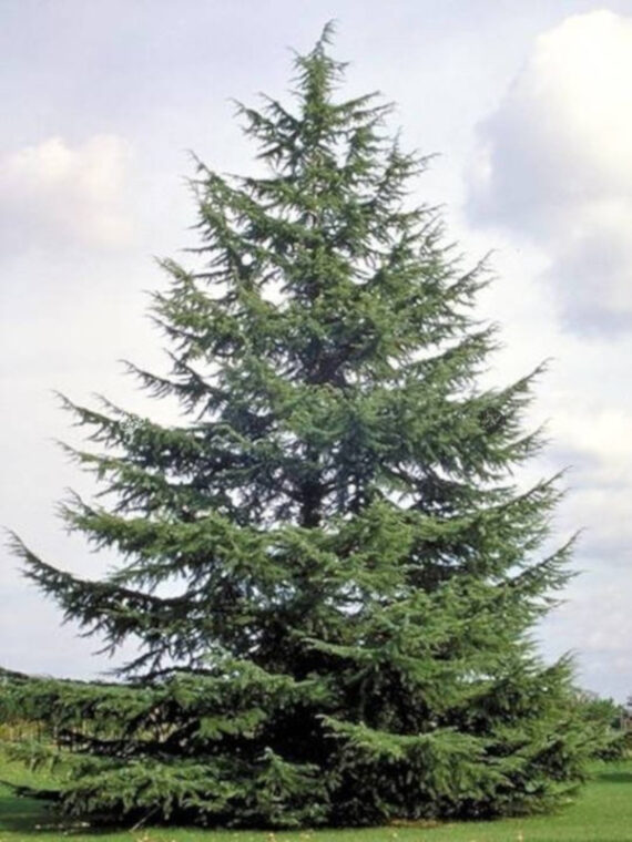 Cedrus atlantica - Image 4
