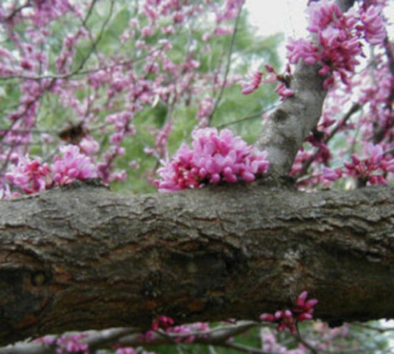 JUDASZOWIEC KANADYJSKI Cercis canadensis - obrazek 2