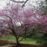 JUDASZOWIEC KANADYJSKI Cercis canadensis