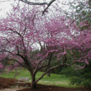 JUDASZOWIEC KANADYJSKI Cercis canadensis