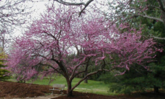 JUDASZOWIEC KANADYJSKI Cercis canadensis