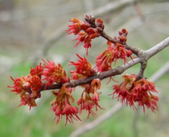 KLON CZERWONY Acer rubrum - obrazek 2