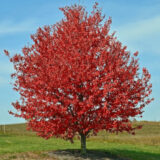 KLON CZERWONY Acer rubrum
