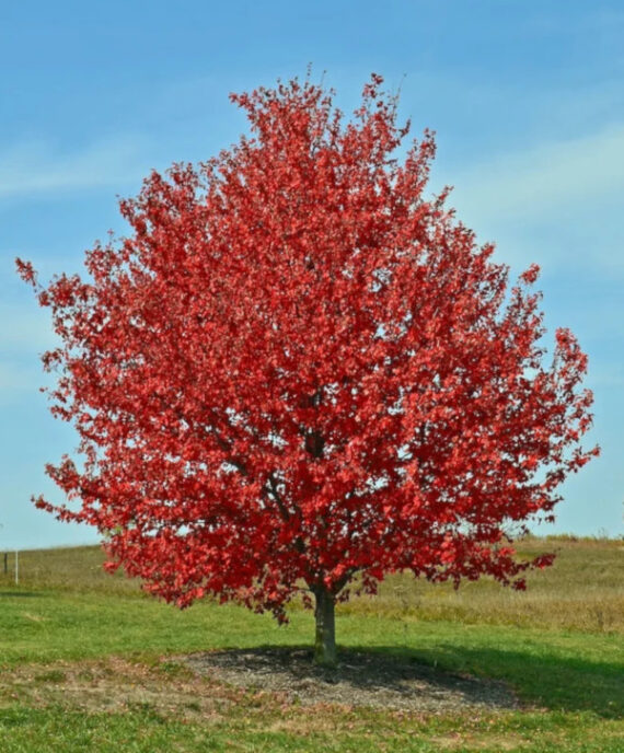 KLON CZERWONY Acer rubrum