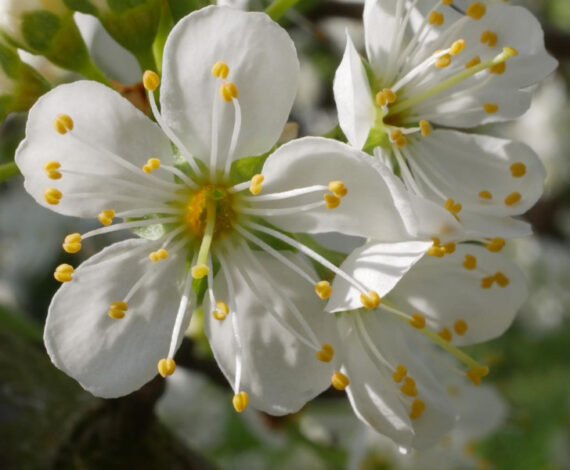  ŚLIWA DOMOWA MIRABELKA Prunus domestica subsp. syriaca - obrazek 2