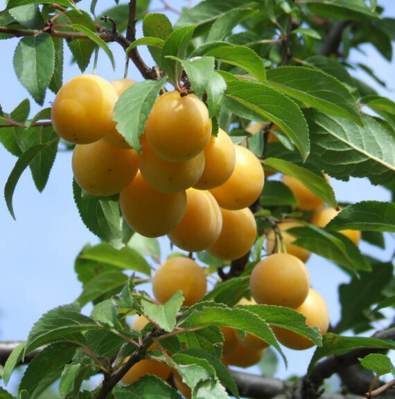 ŚLIWA DOMOWA MIRABELKA Prunus domestica subsp. syriaca