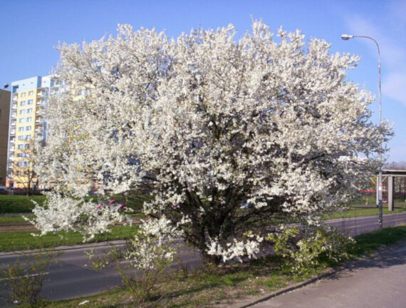  ŚLIWA DOMOWA MIRABELKA Prunus domestica subsp. syriaca - obrazek 4