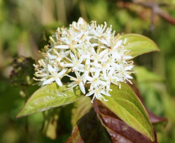 DEREŃ ŚWIDWA Cornus sanguinea