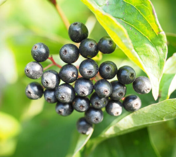 DEREŃ ŚWIDWA Cornus sanguinea - obrazek 2