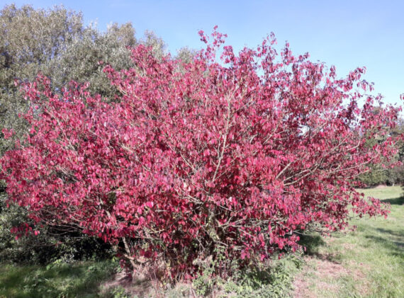 DEREŃ ŚWIDWA Cornus sanguinea - obrazek 4