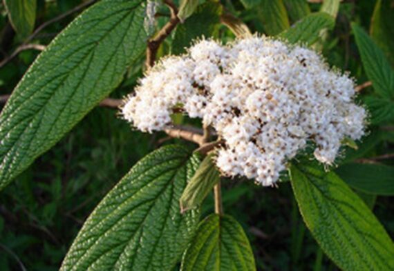 KALINA SZTYWNOLISTNA Viburnum rhytidophyllum - obrazek 2