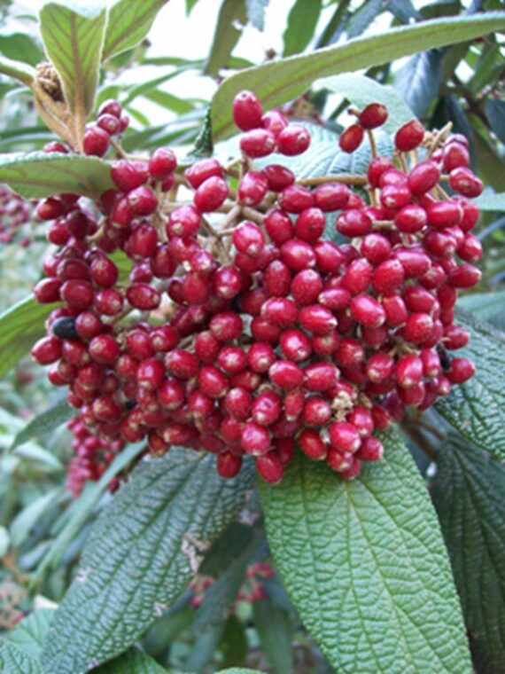 KALINA SZTYWNOLISTNA Viburnum rhytidophyllum - obrazek 3