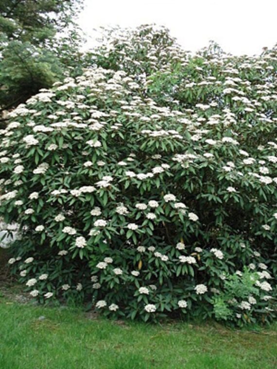KALINA SZTYWNOLISTNA Viburnum rhytidophyllum - obrazek 4