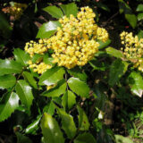 MAHONIA POSPOLITA Mahonia aquifolium