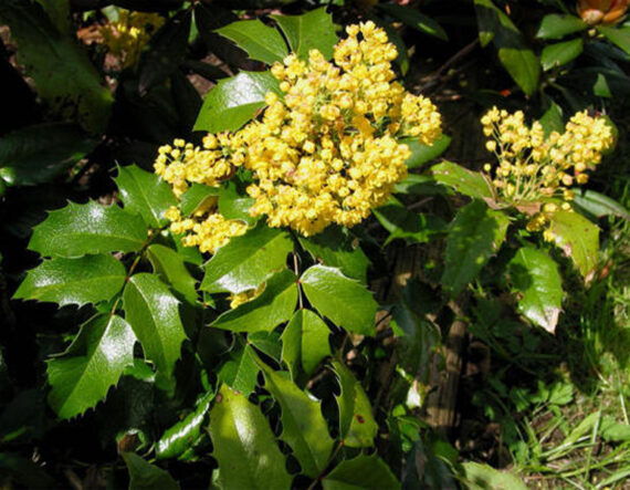 MAHONIA POSPOLITA Mahonia aquifolium