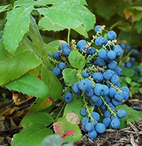 MAHONIA POSPOLITA Mahonia aquifolium - obrazek 3