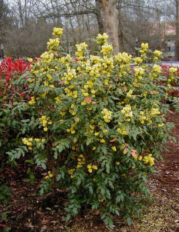 MAHONIA POSPOLITA Mahonia aquifolium - obrazek 4