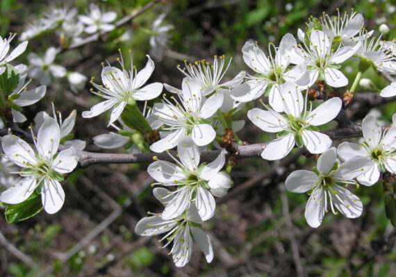 ŚLIWA TARNINA Prunus spinosa - obrazek 2
