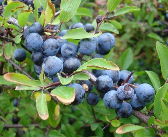 ŚLIWA TARNINA Prunus spinosa