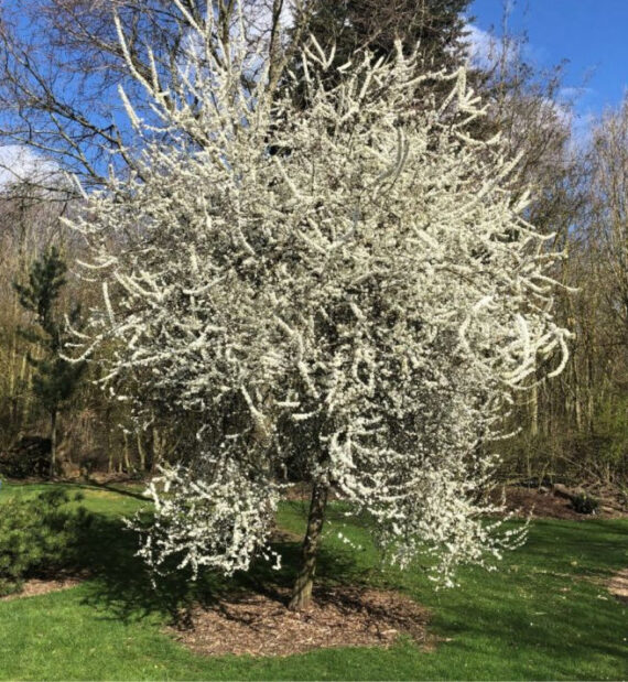 ŚLIWA TARNINA Prunus spinosa - obrazek 4