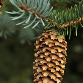 ŚWIERK KŁUJĄCY SREBRNY Picea pungens