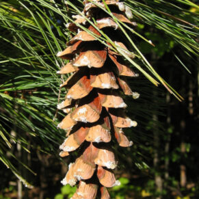 SOSNA WEJMUTKA Pinus strobus